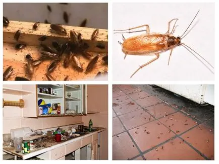 Capcane pentru gândaci de bucătărie cu mâinile lor, cea mai bună momeală