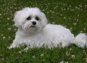 Malteză (malteză) aspectul și caracterul, fotografie câine
