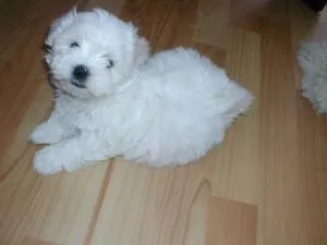 Malteză (malteză) aspectul și caracterul, fotografie câine