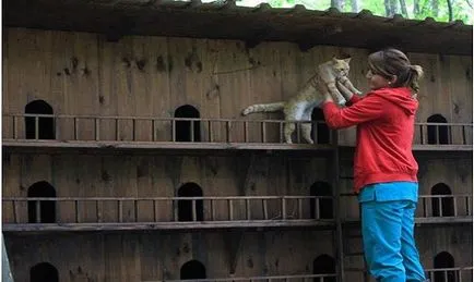 Un mic oraș construit doar pentru ... pisicile fără stăpân! (Pisici) Un mic oraș construit doar pentru ... pisicile fără stăpân!