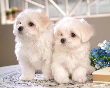 Malteză (malteză) fotografie câine, preț, descriere rasa, caracter, video