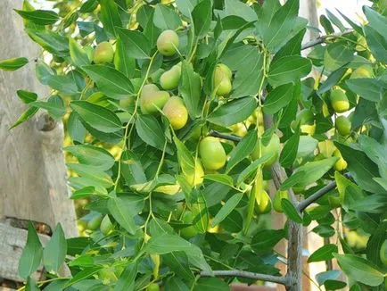 Uleiul de jojoba - proprietăți utile și aplicații pentru feței și a părului (dieta) Uleiul de jojoba - proprietăți utile și aplicații pentru față și părul