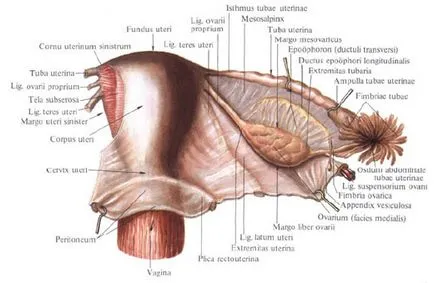 Uterul Anatomia în imagini