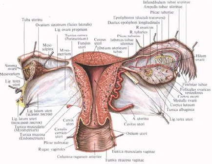 Uterul Anatomia în imagini