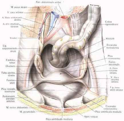 Uterul Anatomia în imagini