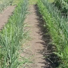 Metoda de cultivare a mitlayderu, casa privata (pentru metoda de cultivare mitlayderu) Metoda de cultivare a mitlayderu, casă privată
