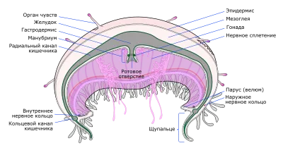 Medusa (biologie) - este