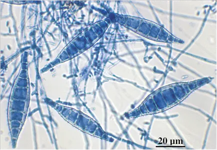 Microsporia - Revizuirea bolii fungice la câini
