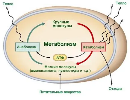 Metabolismul la om, așa cum se produce metabolismul (uman) Metabolismul unei persoane, cum metabolismul