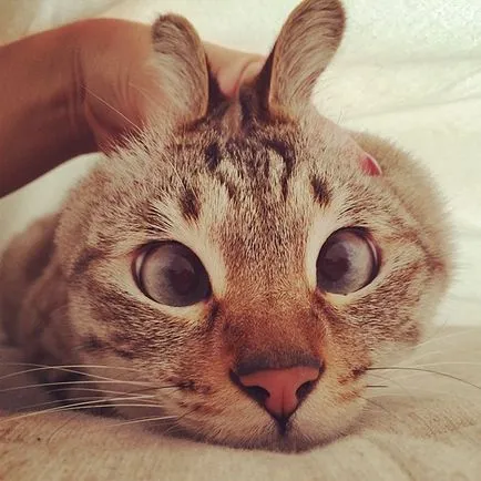 Cute cat cu un strabism care iubesc și de ședere temporară (foto Reddit sașiu) Cute cat cu un strabism care iubesc și de ședere temporară