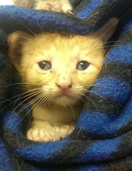 Cute cat cu un strabism care iubesc și de ședere temporară (foto Reddit sașiu) Cute cat cu un strabism care iubesc și de ședere temporară