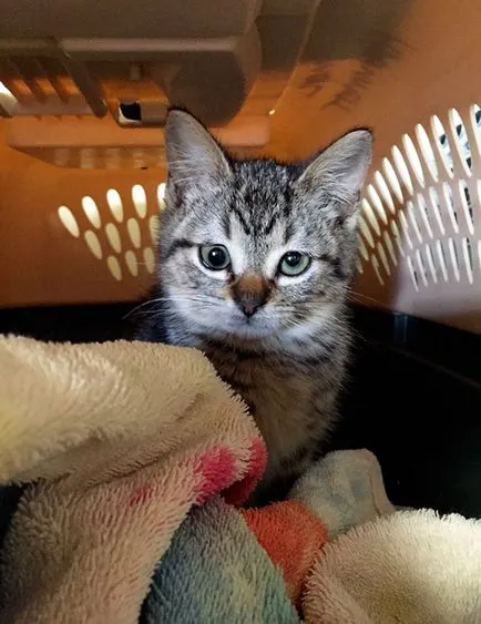 Cute cat cu un strabism care iubesc și de ședere temporară (foto Reddit sașiu) Cute cat cu un strabism care iubesc și de ședere temporară