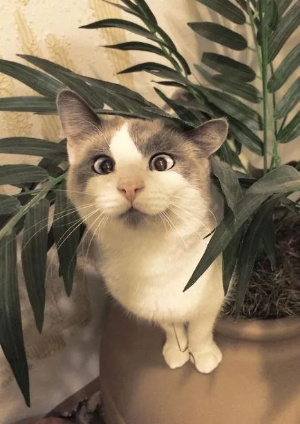 Cute cat cu un strabism care iubesc și de ședere temporară (strabism) Cute cat cu un strabism care iubesc și de ședere temporară