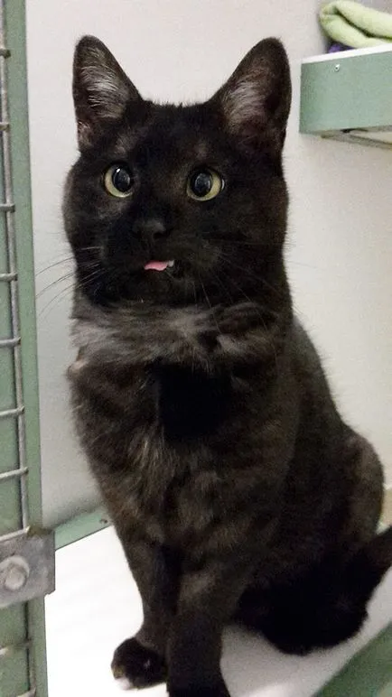 Cute cat cu un strabism care iubesc și de ședere temporară (pisici) Cute cat cu un strabism care iubesc și de ședere temporară