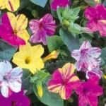 Mirabilis - cultivarea de semințe pentru a obține răsaduri, de îngrijire pentru noapte frumoasă (mirabilis) Mirabilis - cultivarea de semințe pentru a obține răsaduri de frumusețe Îngrijire de Noapte