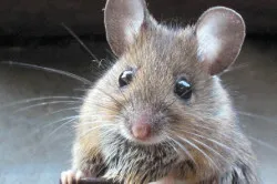 simptome febră mouse-ul la barbati, complicatii