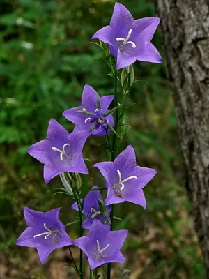flori perene clopote fotografie și descrierea arăta ca un clopot perene grădină