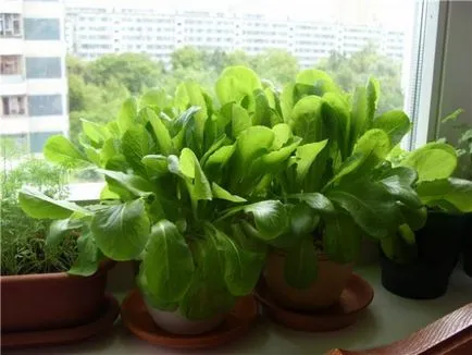 Mini-gradina intr-un apartament de 16 produse care pot fi cultivate la domiciliu
