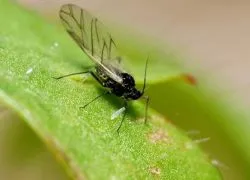 Mote în ghivece de flori - cum să scape (scape) Mote în ghivece de flori - cum să scape