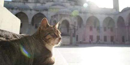 Pot păstra casa pisica este permis în Islam, dacă vânzarea de pisici și roagă namaz (acasă) Pot păstra casa pisica este permis în Islam în cazul în care vânzarea de pisici domestice și o rugăciune