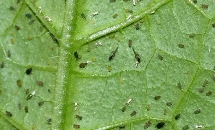 Midge pe tomate alb-negru cum să lupte pe răsaduri decât să stropească de muște, cum să scape (negru) Midge pe tomate alb-negru cum să lupte pe răsaduri decât să stropească de muște, cum să scape