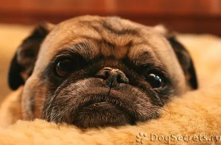 Pug - comentarii proprietarilor lor despre câini, foto, caracteristici