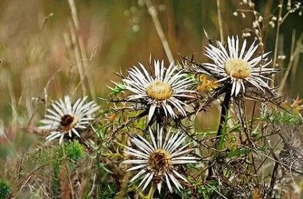 Echinops - flori spinoase în grădină, zi reședința de vară (Echinops) Echinops - flori spinoase în grădină, zi de vară rezident