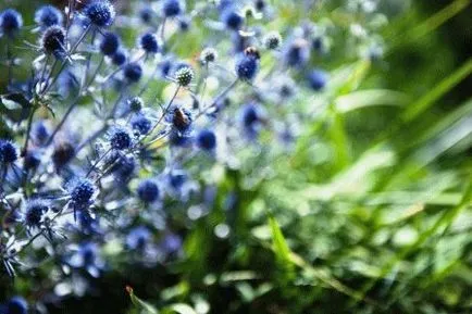 Echinops - flori spinoase în grădină, rezident zi de vară (spinoasă) Echinops - flori spinoase în grădină, zi de vară rezident
