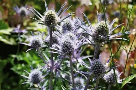 Echinops - flori spinoase în grădină, zi reședința de vară (Echinops) Echinops - flori spinoase în grădină, zi de vară rezident