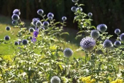 Echinops - flori spinoase în grădină, zi de vară rezident (flori) Echinops - flori spinoase în grădină, zi de vară rezident