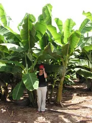 Ce cresc banane