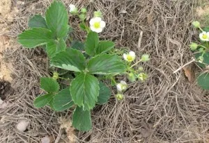 Mulcirea ace, școală agricultura naturală (mulci poate fi stabilită) Mulcirea ace, școală agricultura naturală