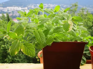 Menta este totul despre proprietățile medicinale și contraindicațiile