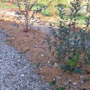 Mulci de ace de pin - gradina fara griji (pin) Mulci de ace de pin - gradina fara griji
