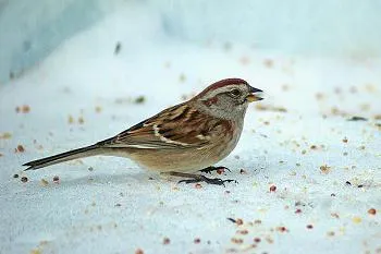 Bird uitam iarna si toamna