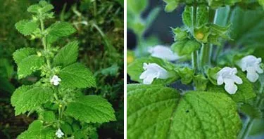 proprietăți peppermint balsam diferențele fotografie mentă între mentă sălbatică și balsam de mentă, berendeyka - (roiniță) Proprietățile Menta de balsam de lamaie menta poze diferente intre Melissa si menta menta Wild, berendeyka -
