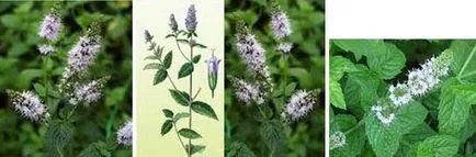 proprietăți peppermint balsam diferențele fotografie mentă între mentă sălbatică și balsam de mentă, berendeyka - (roiniță) Proprietățile Menta de balsam de lamaie menta poze diferente intre Melissa si menta menta Wild, berendeyka -