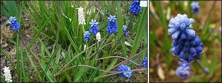 Muscari în creștere și distilare
