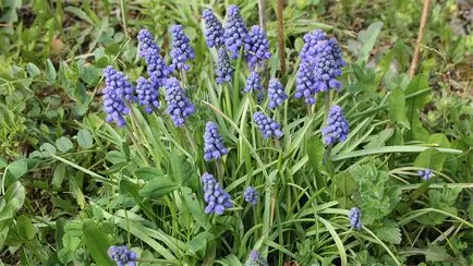 plantare Muscari și de îngrijire, flori fotografie Muscari, cultivare, propagare și depozitare