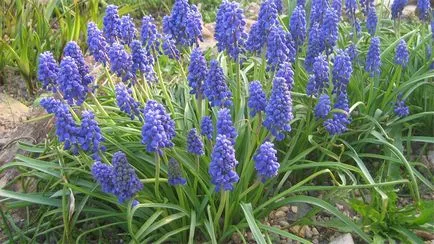 plantare Muscari și de îngrijire, flori fotografie Muscari, cultivare, propagare și depozitare