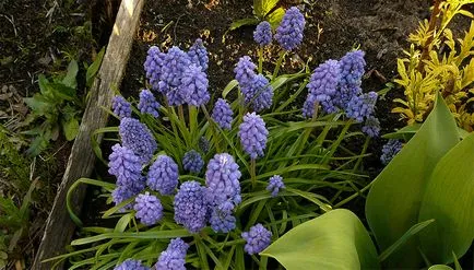 plantare Muscari și de îngrijire, flori fotografie Muscari, cultivare, propagare și depozitare
