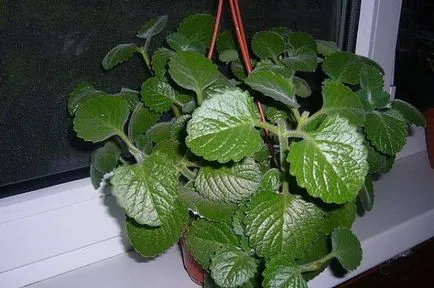 Mint la sfaturi de acasă pe creștere (mentă) Menta la sfaturi de acasă pe creștere