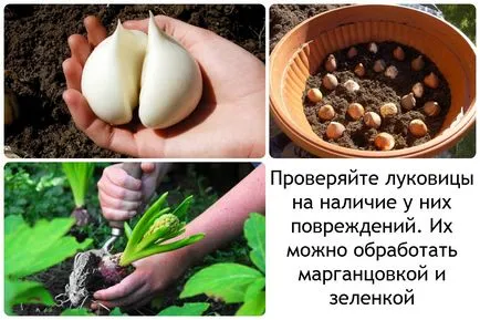 plantare Muscari și de îngrijire, flori fotografie Muscari, cultivare, propagare și depozitare