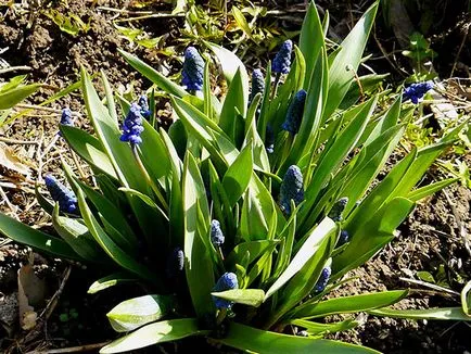 Muscari - plantare și îngrijire, cultivare și soiurile