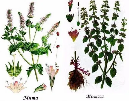Menta si lamaie balsam - la fel