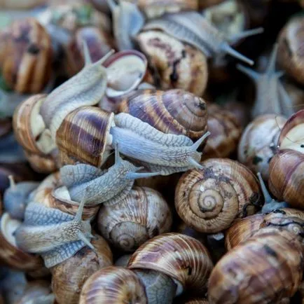 Melc mucină, și tot ce trebuie să știți despre ea (Republic Nature Melc Solution) Melc mucină, și tot ce trebuie să știi despre ea
