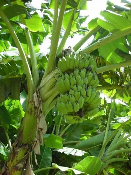 Ce cresc banane pe un copac de palmier, și nici măcar pe copac