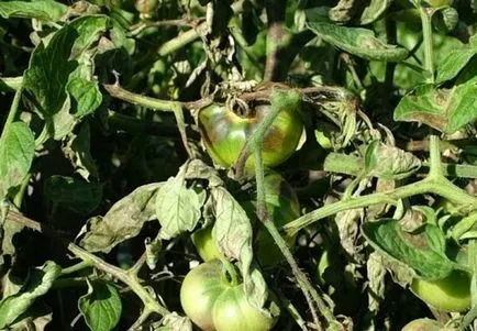 remedii populare pentru manei de tomate decât tomate de proces, cum să lupte împotriva drogurilor (popular) remedii populare pentru manei de tomate decât tomate de proces, cum să lupte împotriva drogurilor