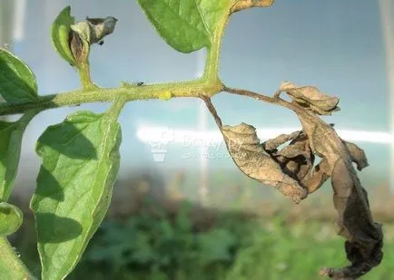 remedii populare pentru manei de tomate decât tomate de proces, cum să lupte împotriva drogurilor (pentru a trata) remedii populare pentru manei de tomate decât tomate de proces, cum să lupte împotriva drogurilor