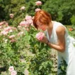 Rose Black Magic, fotografii